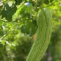 Black Wax Gourd -Best Garden Plants Vegetable - 8 Seeds