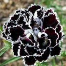 Black White Dianthus Chinensis Chianti Double Flowers - 50 Seeds