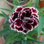 Black White Dianthus Chinensis Chianti Double Flowers - 50 Seeds