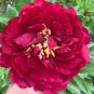 Blackish Red Peony Plant Flower - 5 Seeds