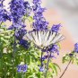 Blue Butterfly Sage Flower - 50 Seeds