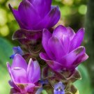 Blue Curcuma Bonsai Flower - 200 Seeds