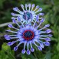 Blue Daisy White Heart Very Beautiful Garden Flowers  - 200 Seeds