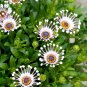 Blue Eyed Daisy Flower Bonsai Osteospermum Flower Bonsai Balcony Flower - 100 Se