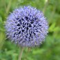 Blue Globe Thistle Echinops Big Onion Flowers  - 50 Seeds