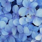 Blue Lupinus Perennial Flowering Plant  - 15 Seeds