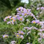 Blue Round China Aster Perennial Flower  - 30 Seeds