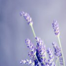Blue Sea Lavender  - 30 Seeds