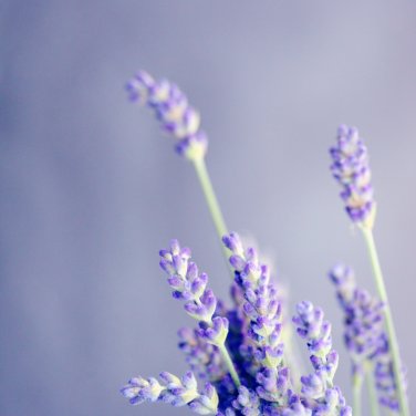 Blue Sea Lavender  - 30 Seeds
