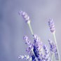 Blue Sea Lavender  - 30 Seeds
