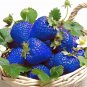 Blue Strawberry - 500 Seeds