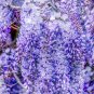 Blue Yard Chinese Wisteria Climbing Plants, purple floribunda - 5 Seeds