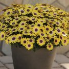 'Blue-eyed Beauty' African Daisy Fantastic Annual Gerbera jamesonii Flowers - 10