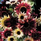 Bohemian Phapsody F1 Sunflower  - 15 Seeds