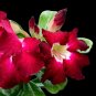 Boisterous Elation Adenium Bonsai Desert Rose - 2 Seeds