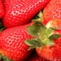 Bonai Giant Strawberry - 40 Seeds