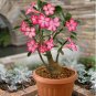Bonsai Adenium Mixed 36 Colors Colorful Flowers - 100 Seeds