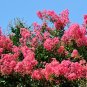 Bonsai Crape Myrtle Tree Red Flowers - 30 Seeds