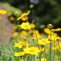 Bonsai Early Sunrise Yellow Coreopsis Flower - 20 Seeds