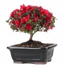 Bonsai F1 Red Azalea Hardy Rhododendron - 50 Seeds