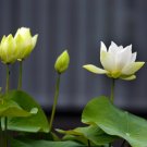 Big White Lotus Flower Nelumbo Pond Plants - 1 Seeds