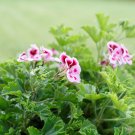 Bi-Colored Red White Univalve Geranium -  20 Seeds