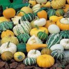 Bi-colored Ornamental Pumpkin with Five Pairs Edges Cucurbita - 8 Seeds