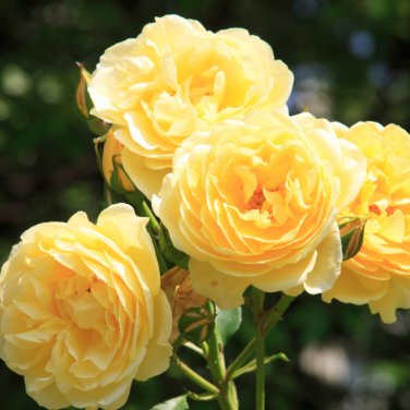 Big Blooming Yellow Turbine-like Climbing Rose - 50 Seeds