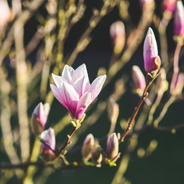 Magnolia Garden Plants - 100 Seeds