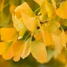 Maidenhair Fossil Tree Gingko Biloba - 5 Seeds