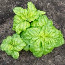Mammoth Basil - 20 Seeds