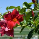Mandevilla Sanderi Plants Dipladenia sanderi Garden - 100 Seeds