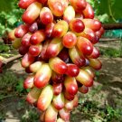 Manicure Finger Grape Organic - 15 Seeds