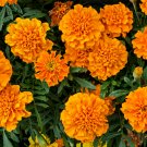 Marigold African Crackerjack Yellow -  30 Seeds