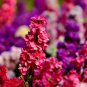 Matthiola Incana Mixed Hoary Stock - 50 Seeds