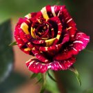 MEMPHIS MUSIC MINIFLORA ROSE - 500 Seeds