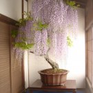 Mini Bonsai Wisteria Tree Indoor Ornamental Plants - 10 Seeds