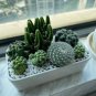Mini Cactus Suculent - 500 Seeds
