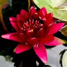 Mini Dark Red Bonsai Lotus Flower - 1 Seeds