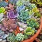 Mini Potted Bonsai Succulent Cactus - 500 Seeds