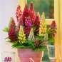 Mix Color Lupine Bonsai Plants Annual Succulent groundcover Flower - 200 Seeds