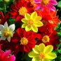 Mix Dahlia Hybrida Dwarf Dahlia Flowrs - 30 Seeds