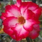 Mixed 2 Kind of Adenium Desert Rose - 2 Seeds