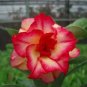 Mixed 2 Kind of Adenium Desert Rose - 2 Seeds