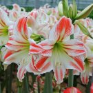 Mixed Amaryllis Bonsai Seeds Not Bulbs Balcony Garden Lily Plant - 100 Seeds