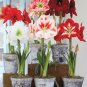 Mixed Amaryllis Bonsai Seeds Not Bulbs Balcony Garden Lily Plant - 100 Seeds