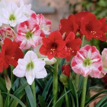 Mixed 5 Colors Amaryllis - 100 Seeds