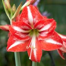Mixed Amaryllis Red White Pinkish-White Mix Colors - 100 Seeds