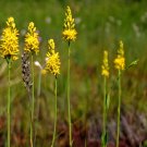 Mixed Angels Yellow Asphodel Bonsai - 100 Seeds