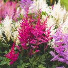 Mixed Astilbe Chinensis - 100 Seeds